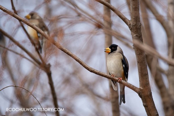 밀화부리